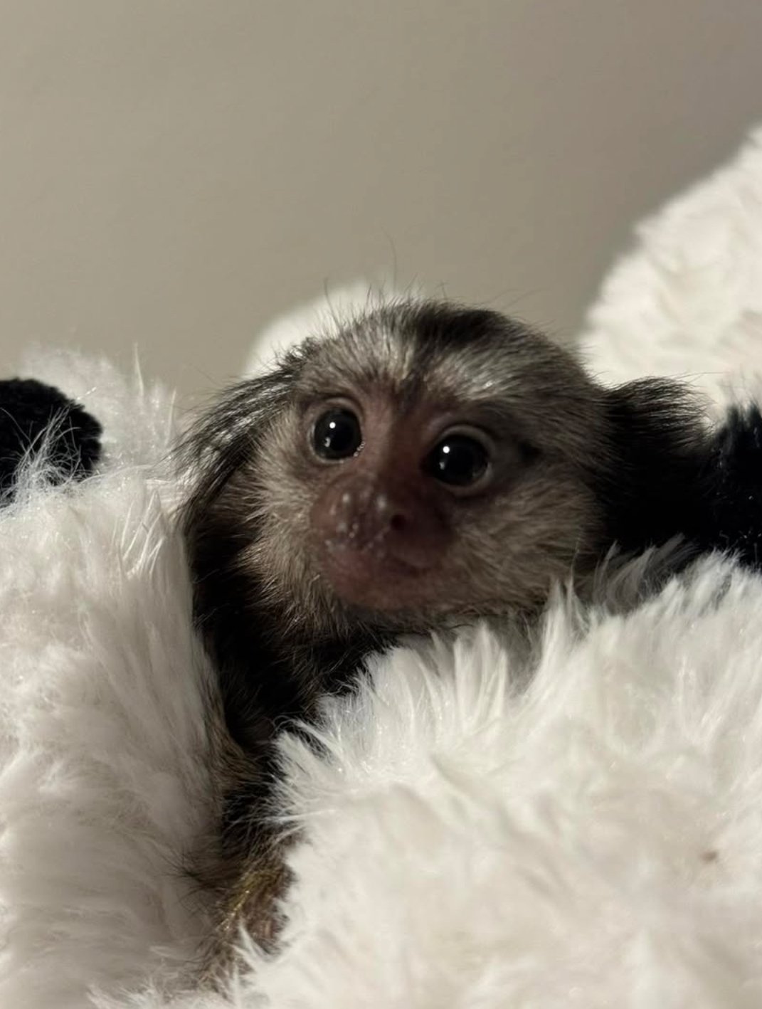 Baby finger monkey for sale