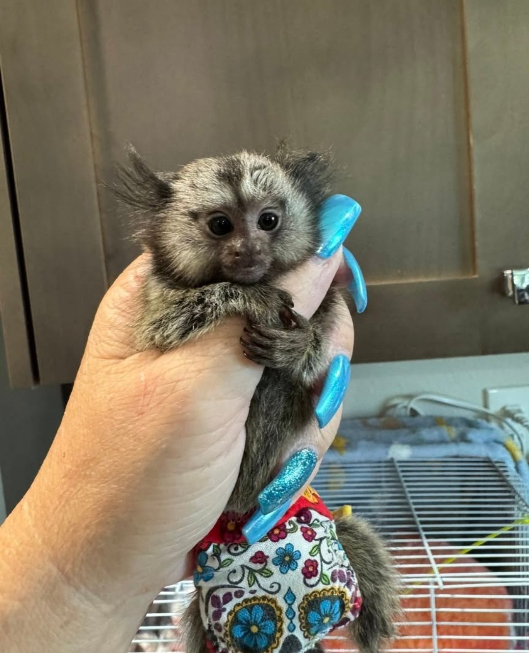 Baby finger monkey for sale
