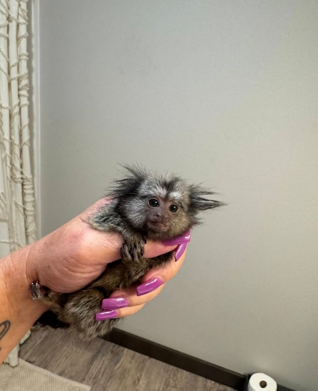 Baby finger monkey for sale