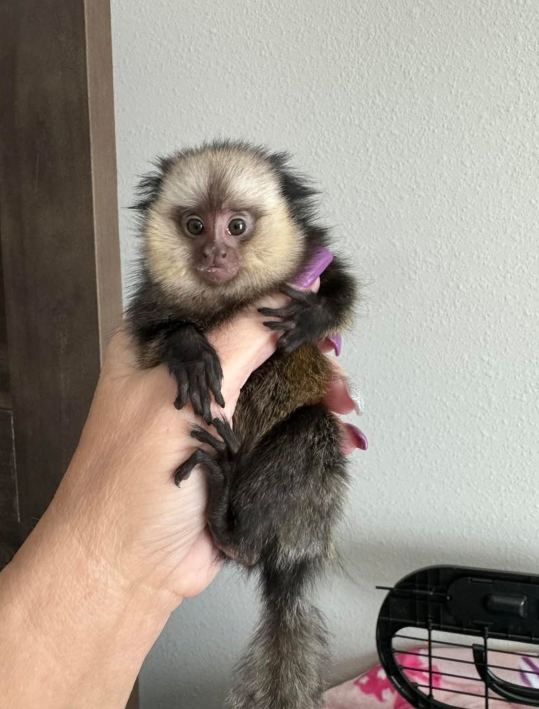 Baby finger monkey for sale