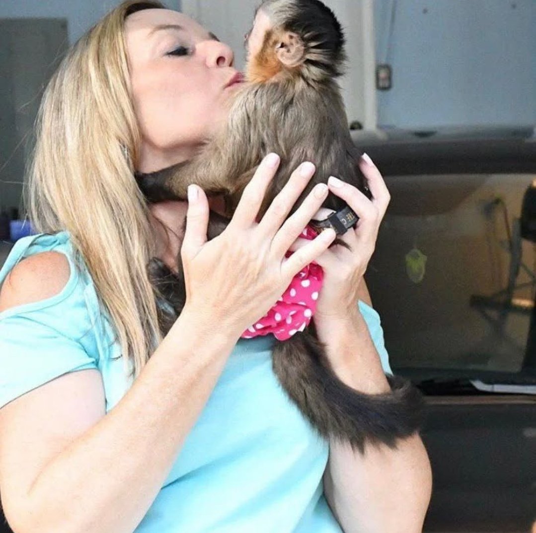 pygmy marmoset for sale