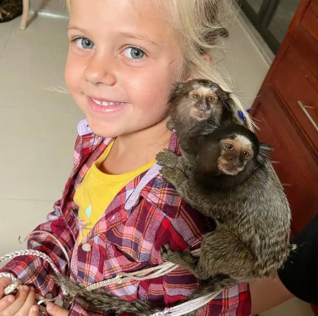pygmy marmoset for sale