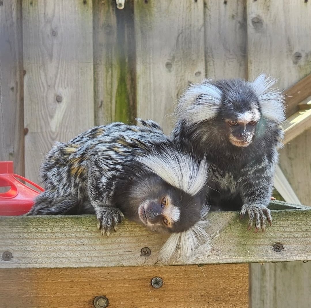 Buy a baby monkey