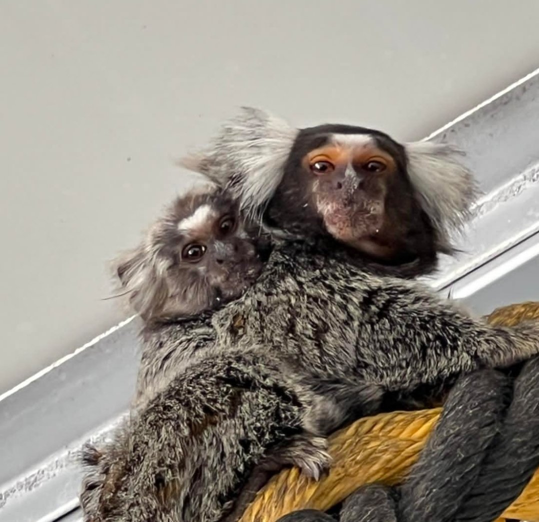 Buy a baby monkey