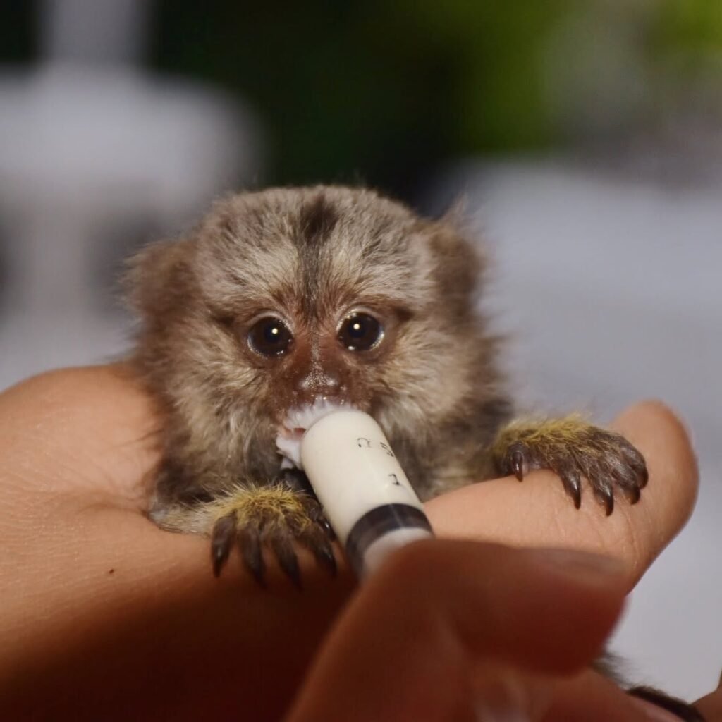 miniature monkey for sale