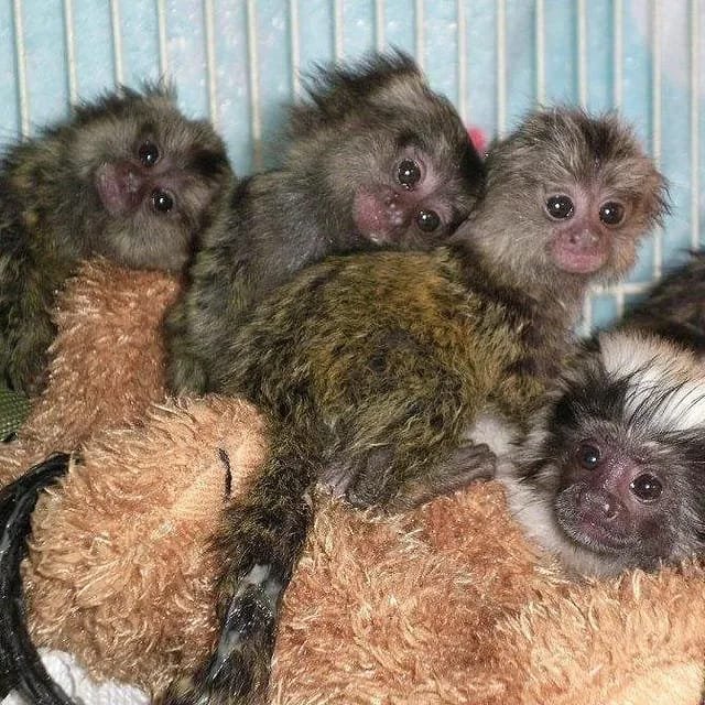 buy baby monkey buy baby monkey